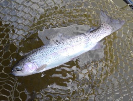 大安トラウトレイク釣果